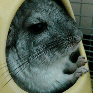 チンチラ(オス)１才７ヶ月の里親さん募集します。