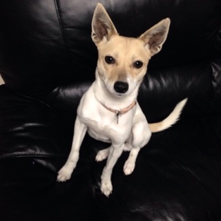 とてもキレイな甘えん坊な子