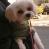マルチーズ♂　推定5歳　 サムネイル4