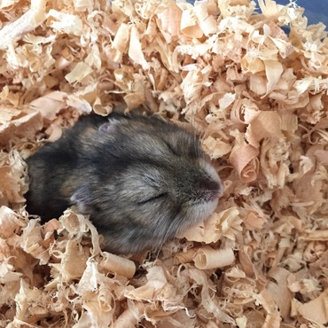 この寝方が可愛くてたまらない♥️