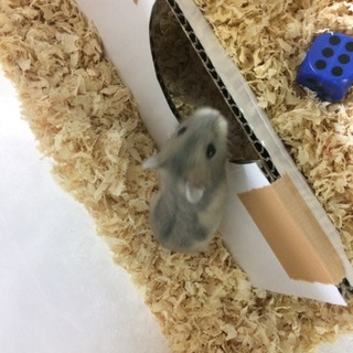 ⭐︎⭐︎赤ちゃんハムスター⭐︎⭐︎