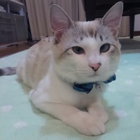 ペロ