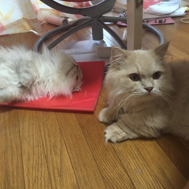 ライフのカバー写真