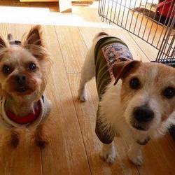 第3回　郡山いぬねこ譲渡会