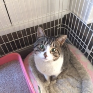 ダブルキャリアですが、とっても元気なサバシロくん！