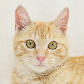 キラキラ輝く美男子☆茶トラ