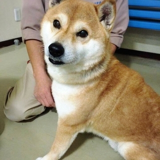 柴犬ガイアくん、里親募集！