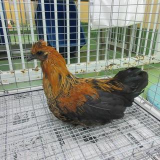 愛護センターからの保護ニワトリ（女の子）