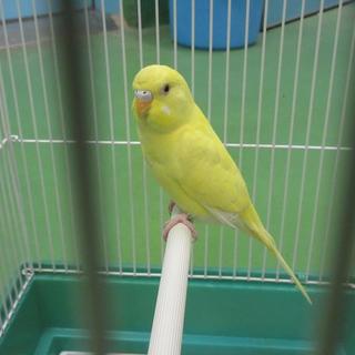 愛護センターからの保護セキセイインコ