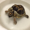 ギリシャリクガメ 里親募集します
