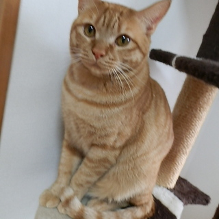 行き場のない 優しいチャオ君 