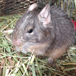 １歳のブルーデグー（オス）の里親様募集致します。