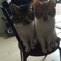 2歳半兄弟猫ちゃん