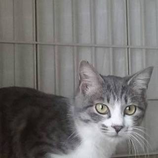 人懐こい女の子、ポロンちゃんの里親さん募集中