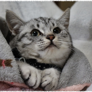 大人しくてなれなれの可愛い女の子です！