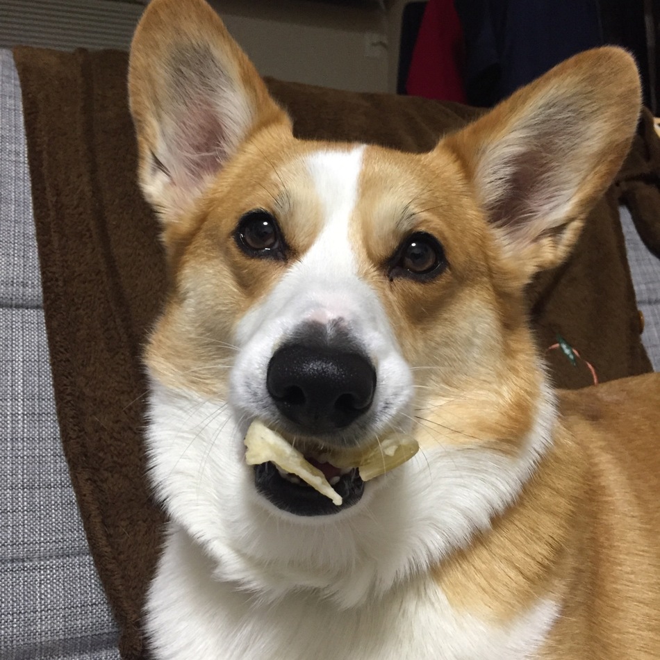 こたろぅのカバー写真