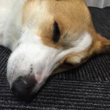 おねむ
