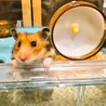 みどりぃぬん