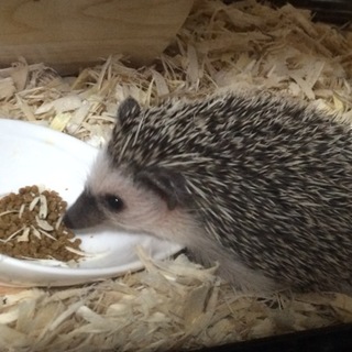 ヨツユビの里親さん募集