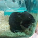 クロクマ♂