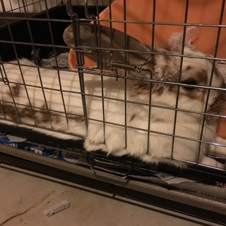 うさぎの里親募集