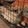 うさぎの里親募集 サムネイル2