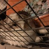 うさぎの里親募集 サムネイル3