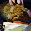 子猫の里親を探してます