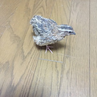 並ウズラ♂の里親さん募集中！