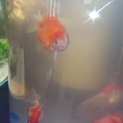 金魚2匹、ピンポンパール5匹、