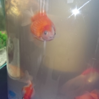 金魚2匹、ピンポンパール5匹、