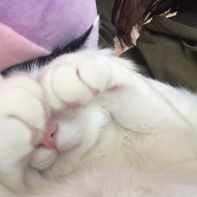 こたしんあむのカバー写真