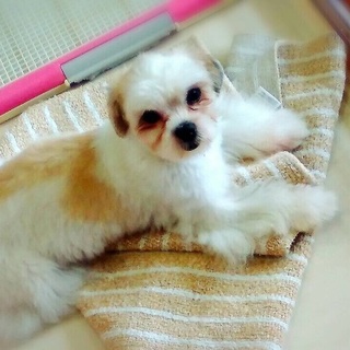 募集一時停止致します。