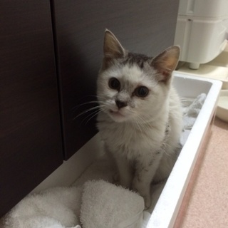 子猫♀里親募集