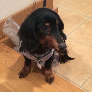 やんちゃで元気いっぱい！カニンヘンダックスくん