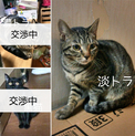 【交渉中】五ヶ月程度のメス猫達 助けてください