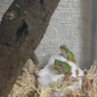 アマちゃん