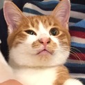 人なつこい仔猫です