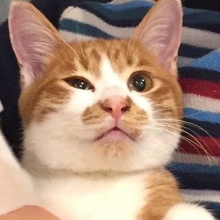 人なつこい仔猫です