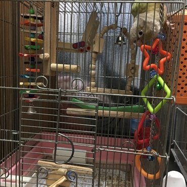 ルイちゃん ホオミドリアカオウロコインコ・シナモン