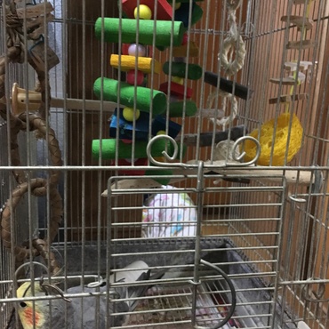 riranくん オカメインコ・ノーマル♂