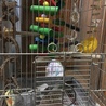 riranくん オカメインコ・ノーマル♂