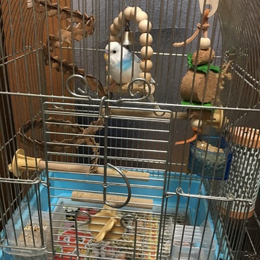 ソラちゃん セキセイインコ・パイド ♂