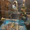 ソラちゃん セキセイインコ・パイド ♂