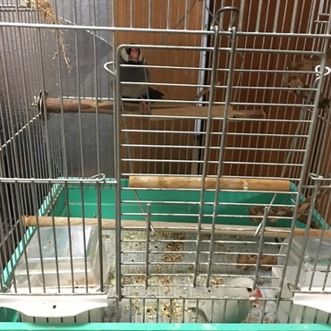 朔ちゃん・ゆきちゃん 桜文鳥♂・白文鳥♀