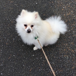 有難うございました