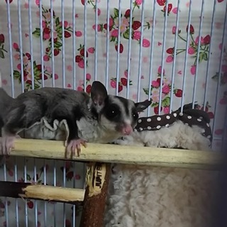 優しい里親さんが見つかりました