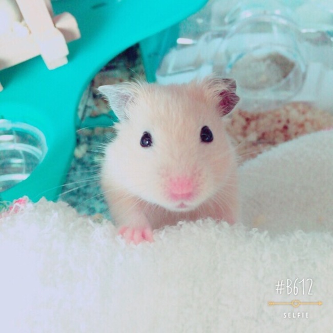 Tsukushi.のカバー写真