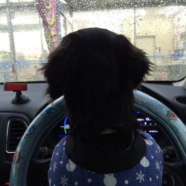 運転は私に任せろ〜！ぶんぶ〜ん♩