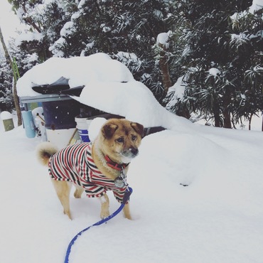 ご主人、雪だー！